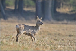 <p>SRNEC OBECNÝ (Capreolus capreolus) Šluknovsko - Valdek /European roe deer - Reh/</p>